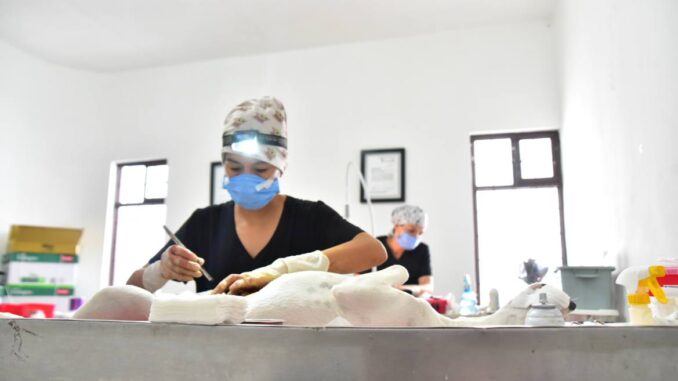 Más de mil 500 esterilizaciones caninas y felinas ha realizado la Coordinación de Salud Municipal de Aguascalientes en 2023