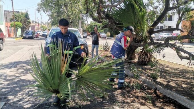 Realiza Municipio de Aguascalientes Operativos de limpieza tras intensa lluvia