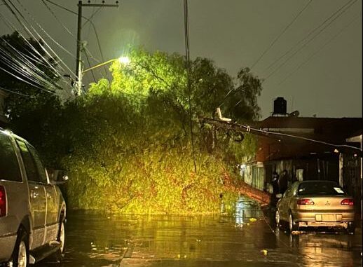 Continúa Municipio de Aguascalientes atendiendo árboles afectados por la lluvia en parques, jardines y áreas públicas