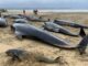 Mueren 55 ballenas al encallar en una playa de Escocia