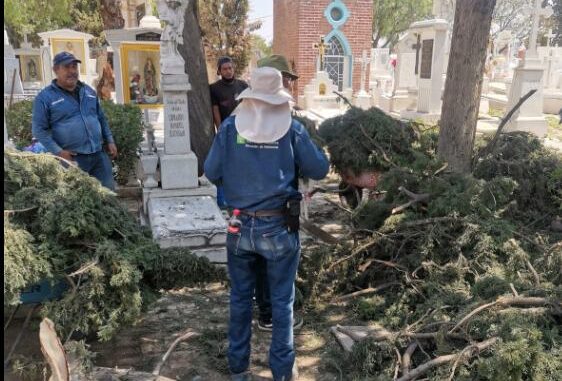 Refuerzan trabajos de retiro de árboles caídos en Panteones Municipales