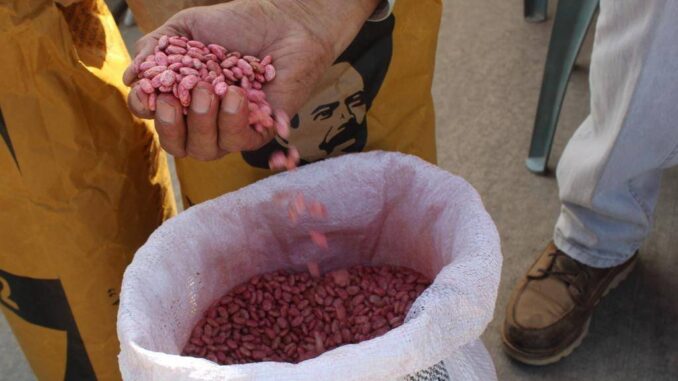 Apoya Gobernadora Tere Jiménez a mil 700 productores con semilla de maíz y frijol