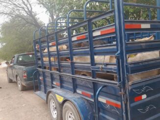 Aseguran a seis vacas que eran transportadas sin la documentación correspondiente