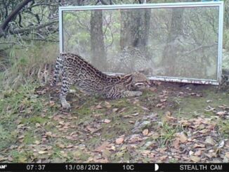 Emplea la UAA cámaras trampa para monitorear mamíferos silvestres y favorecer a su conservación