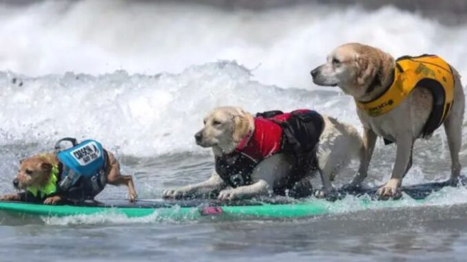 Campeonato Mundial de Surf de Perros: ¡tabla, traje de baño y a ladrar!