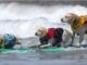 Campeonato Mundial de Surf de Perros: ¡tabla, traje de baño y a ladrar!