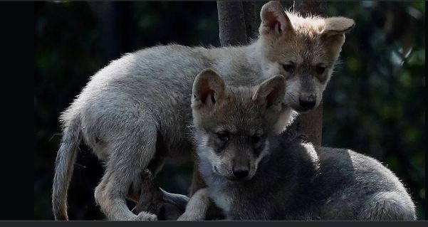Estados Unidos otorga más protecciones al lobo mexicano para evitar las matanzas