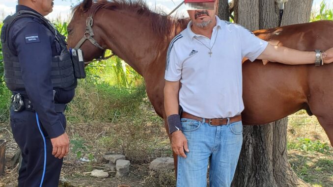 Un caballo que contaba con reporte de robo fue recuperado