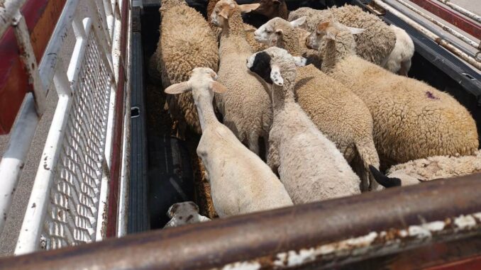 Aseguran 20 ovejas que eran transportadas sin documentación