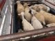 Aseguran 20 ovejas que eran transportadas sin documentación