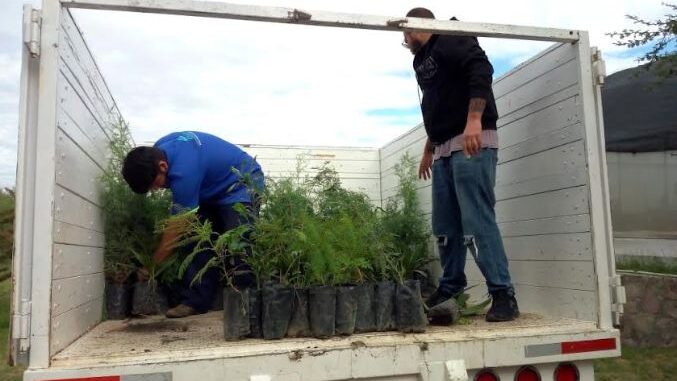 300 árboles fueron plantados por la UAA en Tepezalá y Rincón de Romos