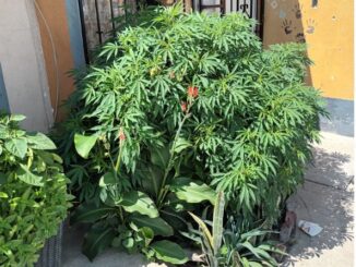 Policía Municipales de Aguascalientes aseguraron dos plantas de hierba verde con las características propias de la marihuana que dieron un peso aproximado de casi 7 kilogramos
