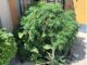 Policía Municipales de Aguascalientes aseguraron dos plantas de hierba verde con las características propias de la marihuana que dieron un peso aproximado de casi 7 kilogramos