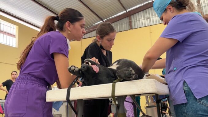 Anuncia Municipio de Aguascalientes la realización de más de 300 esterilizaciones caninas y felinas en septiembre