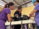 Anuncia Municipio de Aguascalientes la realización de más de 300 esterilizaciones caninas y felinas en septiembre