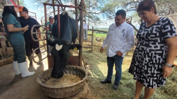 Inicia Municipio de Aguascalientes Jornadas de vacunación de ganado bovino y ovino