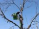 Atiende Municipio de Aguascalientes árboles con riesgo de caer