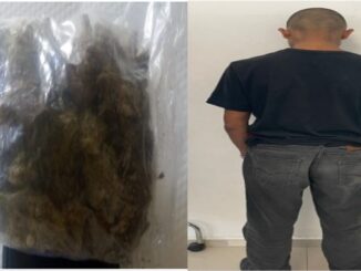 En poder de aproximadamente 37 grs de hierba verde al parecer marihuana fue detenido presunto distribuidor de sustancias al parecer ilícitas por uniformados de la Secretaría de Seguridad Pública municipal de Aguascalientes