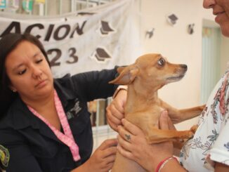 Vacunas, esterilización, desparasitación y otros servicios gratuitos este martes en la Comunidad Emiliano Zapata, Pabellón de Arteaga