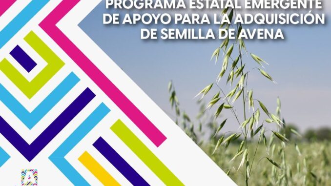 Anuncia Gobernadora Tere Jiménez Programa emergente para apoyar a productores con semilla de Avena