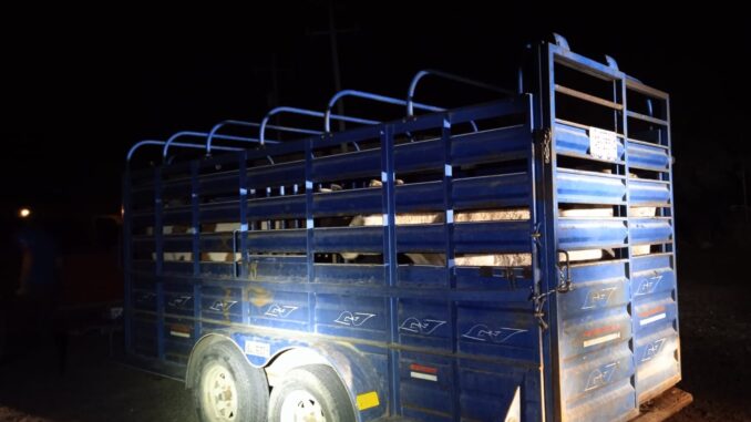 Aseguran cinco vacas que eran transportadas sin documentación