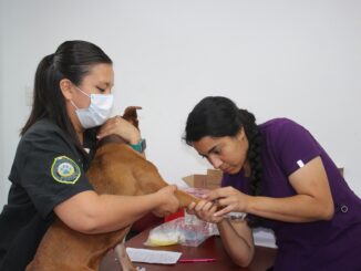 Llegarán a Rincón de Romos servicios veterinarios gratuitos este viernes 27 de octubre