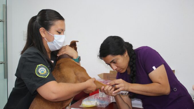 Llegarán a Rincón de Romos servicios veterinarios gratuitos este viernes 27 de octubre
