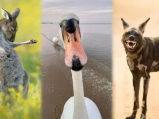 Comedy Wildlife Awards 2023: Mira las imágenes más divertidas y tiernas de los animales