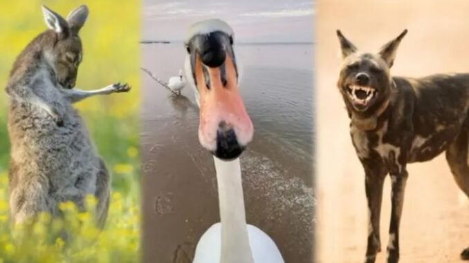 Comedy Wildlife Awards 2023: Mira las imágenes más divertidas y tiernas de los animales