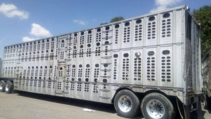 Aseguran 77 cabezas de ganado que eran transportadas sin la documentación correspondiente