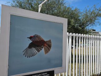 UAA presenta las Galerías Urbanas “Aves de Aguascalientes” y “Las alas del Campus”