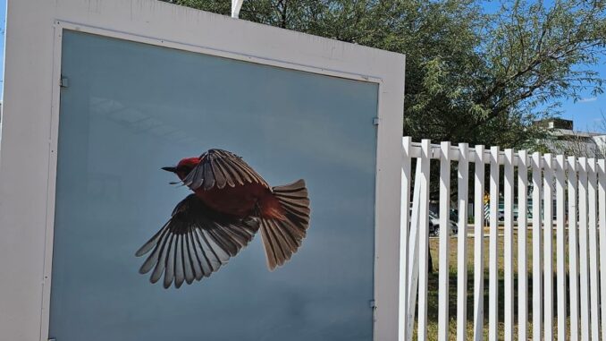UAA presenta las Galerías Urbanas “Aves de Aguascalientes” y “Las alas del Campus”