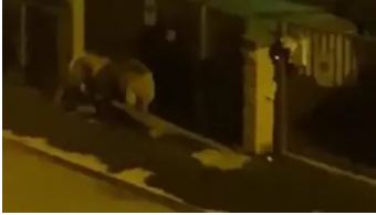 León se escapa de circo y deambula por calles en Italia