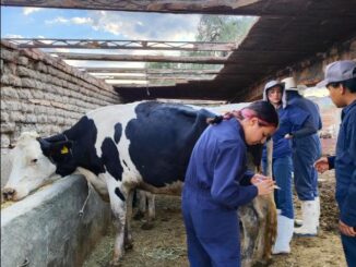 Concluye Municipio de Aguascalientes Vacunación a ganado bovino y ovino