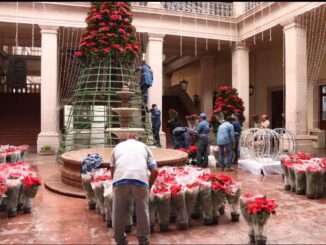 Municipio de Aguascalientes decora con Nochebuenas el centro de la Ciudad