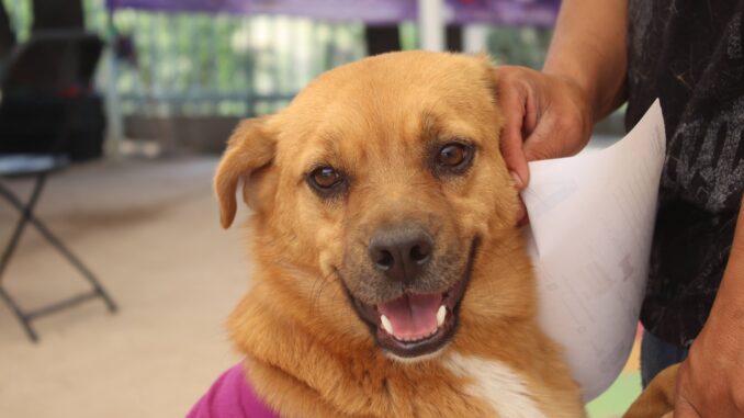 Más de 17 mil dueños de Mascotas participaron en acciones a favor del bienestar animal que se desarrollan en Aguascalientes