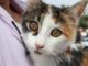 Se acercarán servicios veterinarios gratuitos para Mascotas en San Francisco de los Romo el próximo lunes