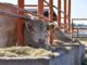 Amplían Convocatoria para que productores accedan a alimento para su ganado en Aguascalientes
