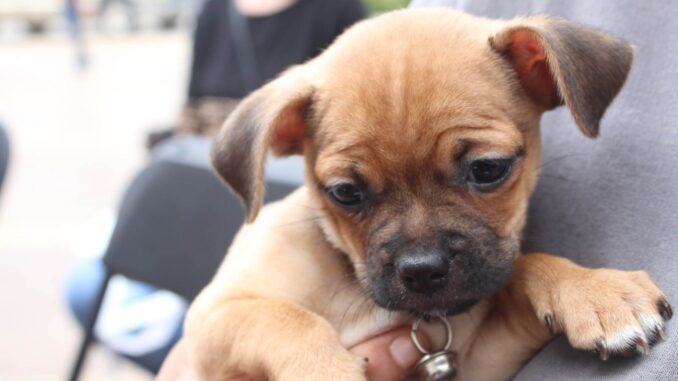 PROESPA reanuda atención médica gratuita para mascotas este viernes en la Línea verde