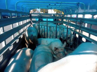 Aseguran vehículo con ganado porcino