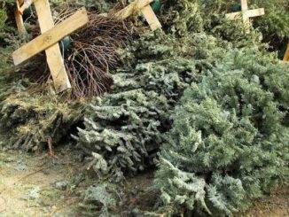Abren Centros de Acopio para árboles naturales navideños
