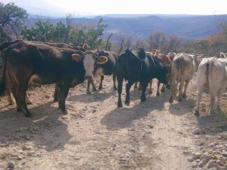Aseguran bovinos en Calvillo