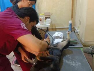 Lanza Municipio de Aguascalientes nueva Campaña gratuita de esterilización canina y felina