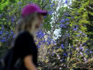 Las jacarandas florecieron antes y detonaron el debate sobre el cambio climático