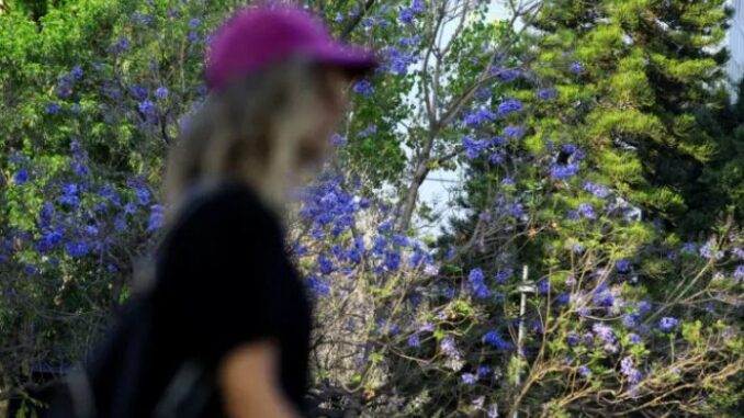 Las jacarandas florecieron antes y detonaron el debate sobre el cambio climático