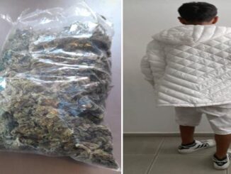 Policías Municipales de Aguascalientes detienen a un sujeto en poder de hierba verde seca al parecer marihuana con un peso aproximado de 40 gramos