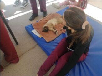 Invita Municipio de Aguascalientes a las Campañas de Esterilización canina y felina en el Quirófano veterinario móvil