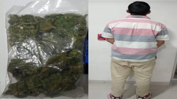 Por la presunta posesión de hierba verde seca con las características propias de la marihuana, Policías Municipales de Aguascalientes detienen a una persona en Paseos de San Antonio