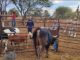 Invita Municipio de Aguascalientes a pequeños productores Pecuarios a inscribirse en la clínica veterinaria ambulatoria 2024