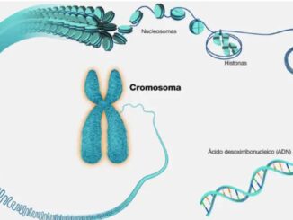 Crean cromosomas humanos artificiales: nueva herramienta contra el cáncer